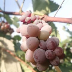 云南弥勒特产农家自产生态葡萄茉莉香5斤