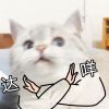 小咩酱代购
